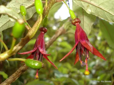 Are Tree Fuchsias Native To NZ?