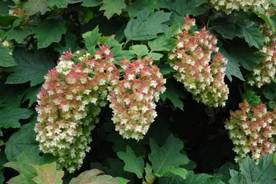 What Are Some Oakleaf Hydrangea Varieties?