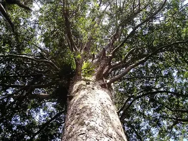 What Is The Oldest Kauri Tree In New Zealand?