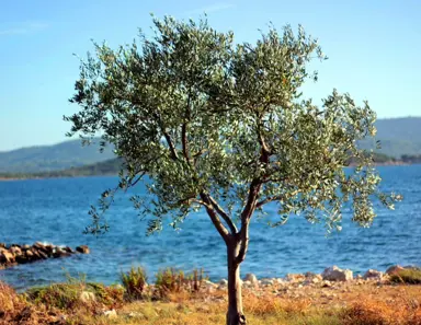 Olive Tree (Olea europaea).