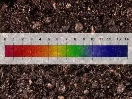 What Is The Optimum Soil pH For Ficus Tuffy?