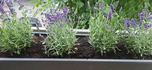 Best Soil pH For Lavender.