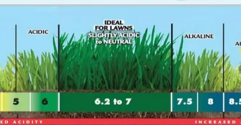 What Is The Optimum Soil pH For Lomandra?