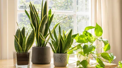 What Is The Optimum Temperature For Snake Plants?