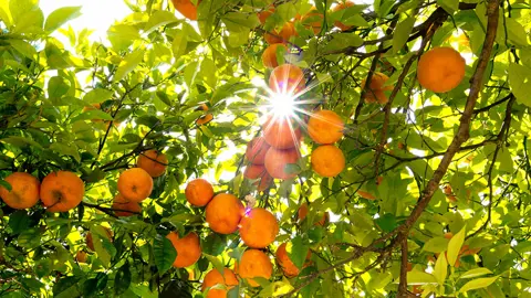 How To Care For Oranges In Autumn.