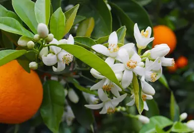 How To Care For Oranges In Spring.