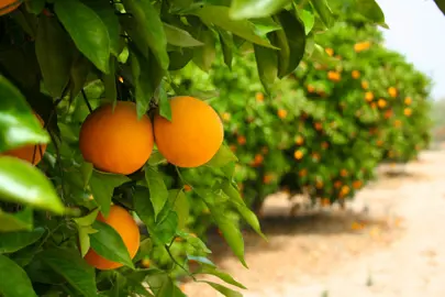 How To Care For Oranges In Summer.