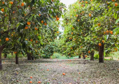 How To Care For Oranges In Winter.