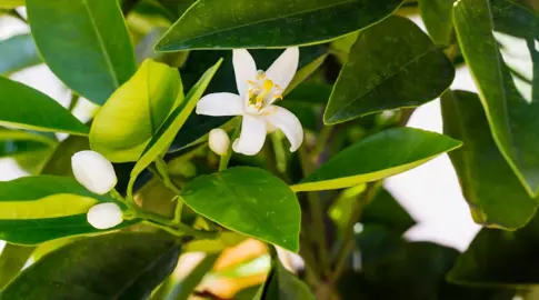 What Should I Do If My Orange Tree Isn't Producing Fruit?