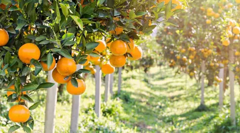 How Long Before My Orange Tree Fruits?