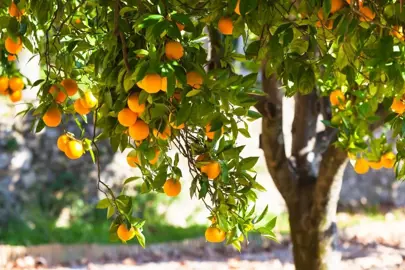 Orange Trees.