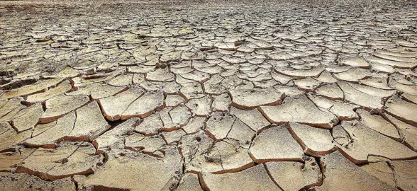 Are Oranges Tolerant Of Drought?