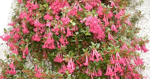 What Is Another Name For Abelia?