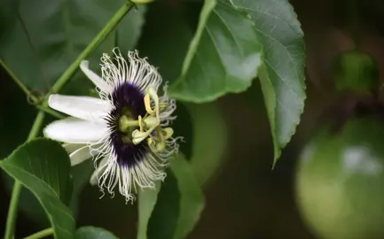 Passion Fruit Care and Maintenance.
