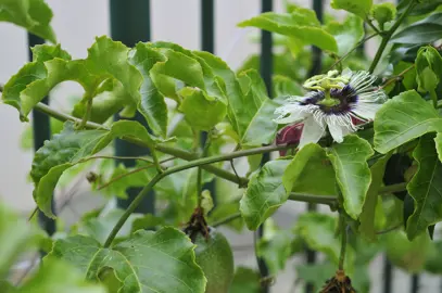 Passion Fruit Fruiting and Harvesting.