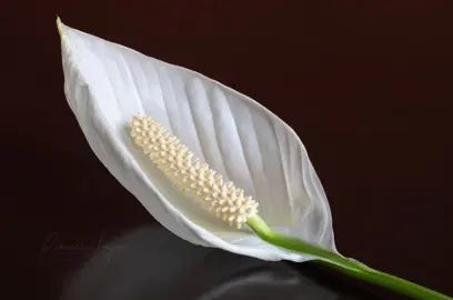 Advantages of Peace Lilies.