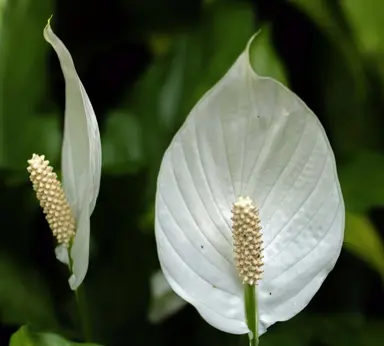 What Are The Disadvantages Of Peace Lilies?