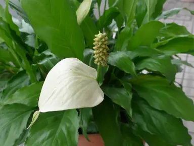 Peace Lily Light Requirements.