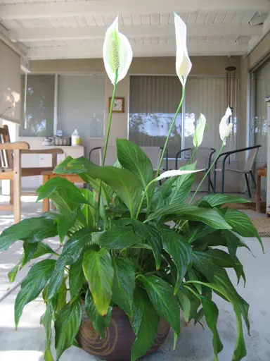 Peace Lily Maintenance.