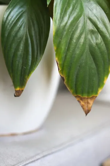 Common Peace Lily Problems.