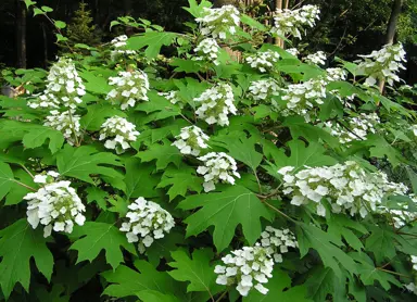 Pee Wee Hydrangea Information.