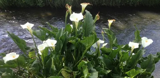 Perennials For Poorly Drained Sites.