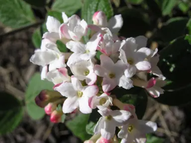 Perennial Plants for Winter Colour.