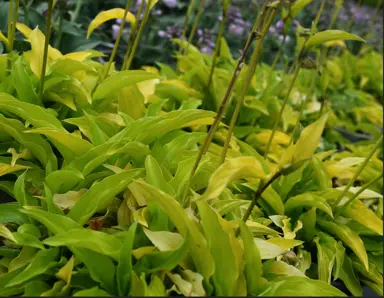 Perennials for Shade.