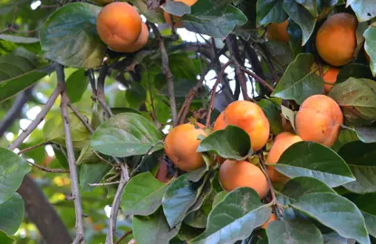 Harvesting and Enjoying Persimmons.