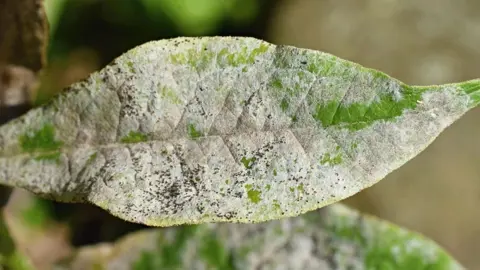 Pest and Disease Management for Persimmon Trees.