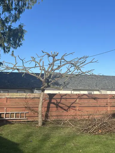 Pruning Persimmon Trees.