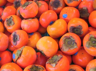 Common Varieties of Persimmon Trees in New Zealand.