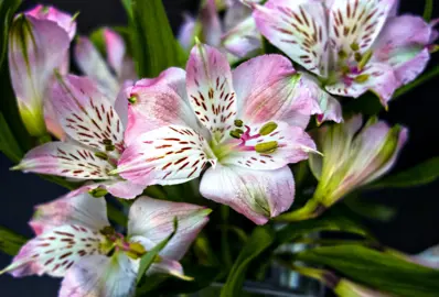 Peruvian Lily Care Tips.