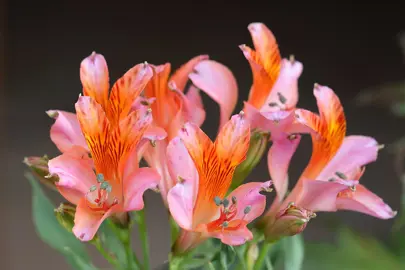 Propagation Techniques.