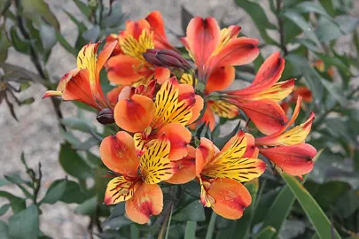Peruvian Lily Pruning.