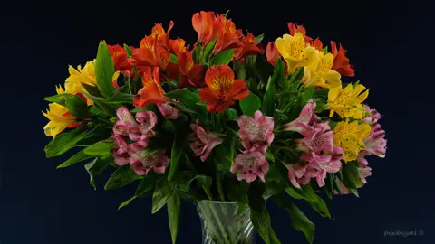 Understanding Peruvian Lily Varieties.