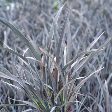 Phormium Black Rage Information.