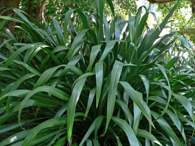 Why Is Phormium Cookianum So Popular?