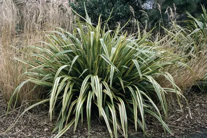 Phormium In The Plant Company’s Database.