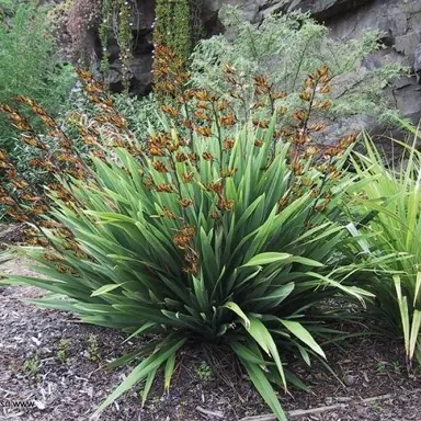 Phormium Green Dwarf (Emerald Green) Information.