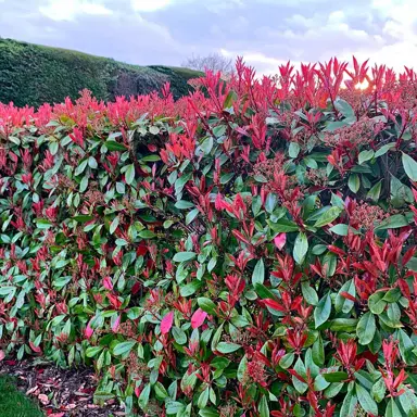 How To Care For Photinia In Autumn.