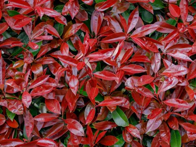 How To Care For Photinia In Spring.