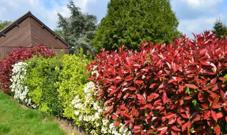 How To Care For Photinia In Summer.