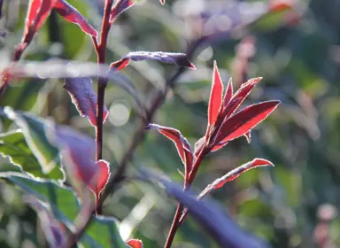 How To Care For Photinia In Winter.