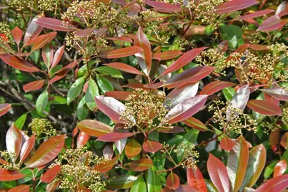 Photinia In The Plant Company’s Database.