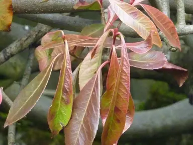 Why Is My Photinia Dying?