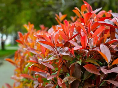 Design Ideas For Photinia.