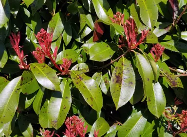 Photinia Leaf Spot.