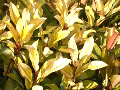 What Is Causing The Photinia Leaves To Yellow?