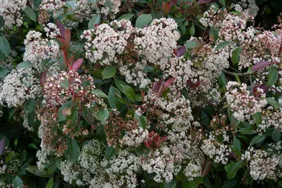 Why Is My Photinia Not Flowering?